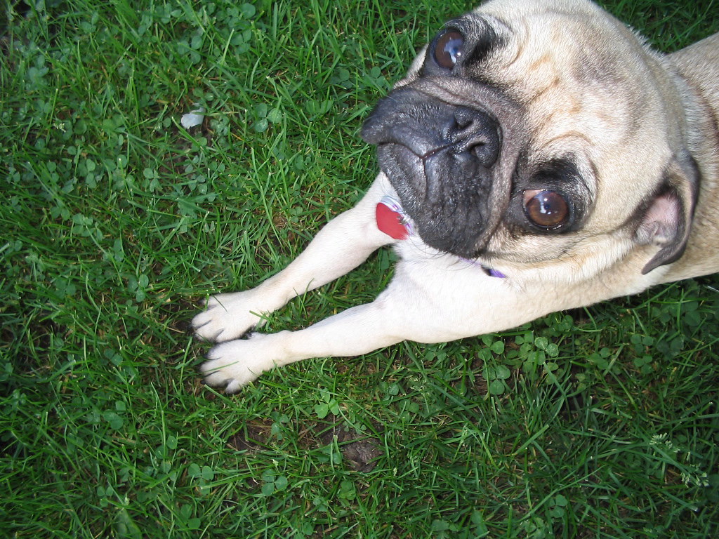 cute pug in grass